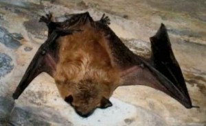 Bat Removal and Exclusion Expert NC