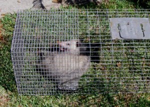 North Carolina Opossum Professional