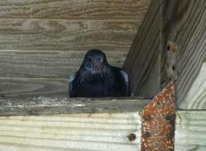 Pigeon Infestation - Get Rid of Pigeons North Carolina