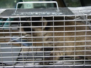 Remove and Relocate Raccoons Safely